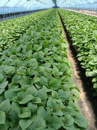 채종원님의 자유주제 · 자유게시판 작성글 사진