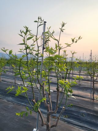 이동엽(양지팜)님의 자유주제 · 자유게시판 작성글 사진