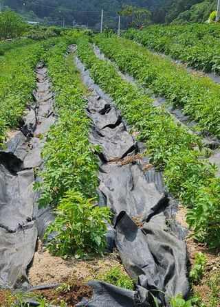 힐스님의 감자 · 자유게시판 작성글 사진