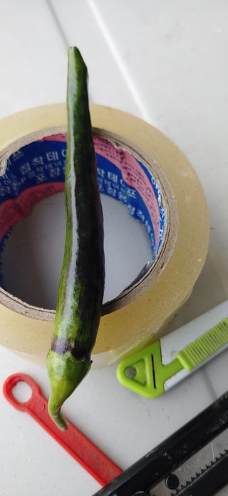 허진일님의 농사, 무엇이든 물어보세요! · 참여글 작성글 사진