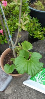 팜모닝 자유주제·자유게시판 게시글 이미지