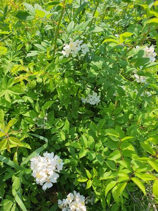 실로암농원님의 자유주제 · 자유게시판 작성글 사진