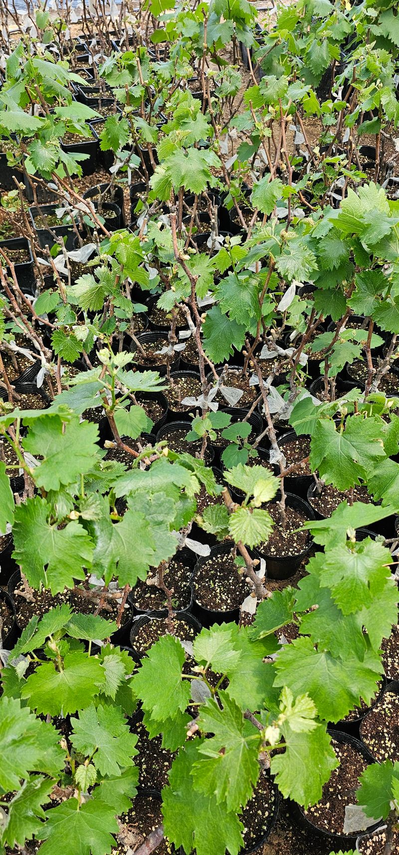 뿌리묘목농원님의 장터 판매 상품 [오로라 블랙포도 접목2년생 포트묘목] 첨부 사진