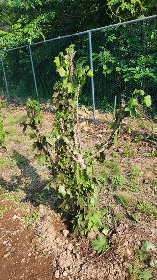 이상보님의 농사, 무엇이든 물어보세요! · 참여글 작성글 사진