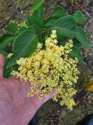 일심묘목농원님의 자유주제 · 자유게시판 작성글 사진