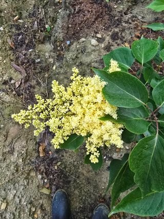 일심묘목농원님의 자유주제 · 자유게시판 작성글 사진