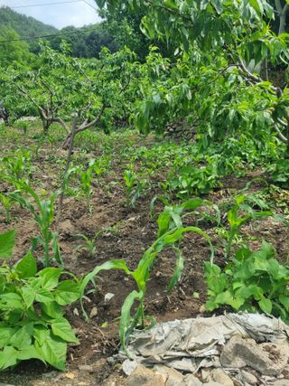 김용대님의 자유주제 · 자유게시판 작성글 사진