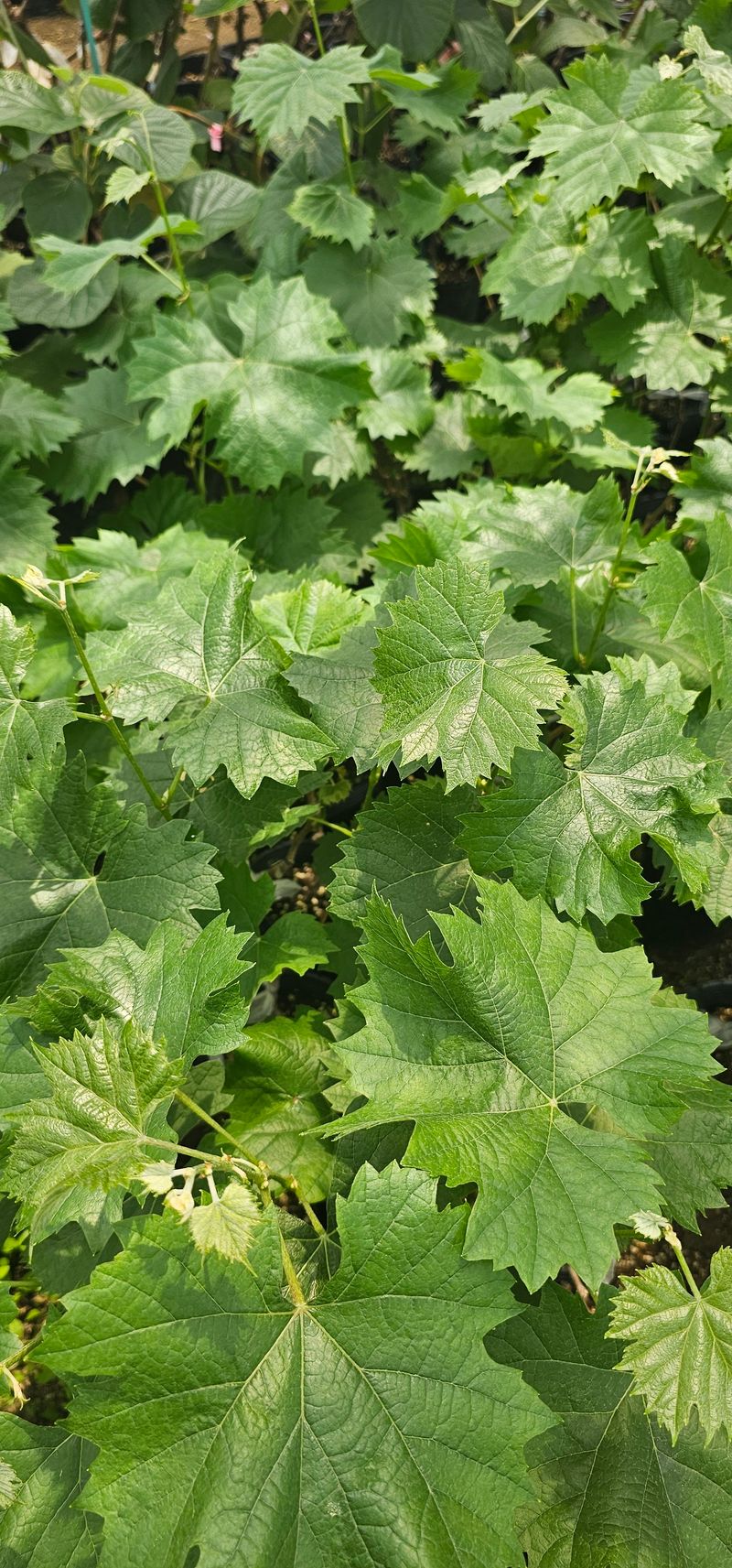 뿌리묘목농원님의 장터 판매 상품 [샤인머스켓 접목2년생 포트묘목] 첨부 사진