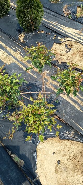 김대현(청솔)님의 작성글 사진