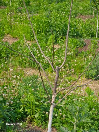 배재국님의 농사, 무엇이든 물어보세요! · 참여글 작성글 사진