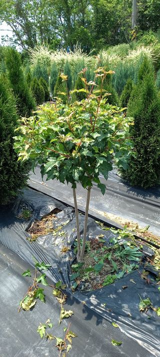 김대현(청솔)님의 작성글 사진