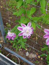 팜모닝 · 게시글 이미지