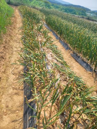 솜리아재님의 농사, 무엇이든 물어보세요! · 참여글 작성글 사진