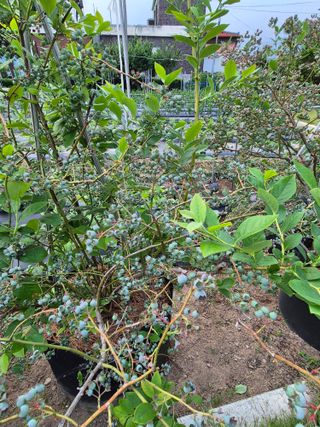 외동농장님의 자유주제 · 자유게시판 작성글 사진