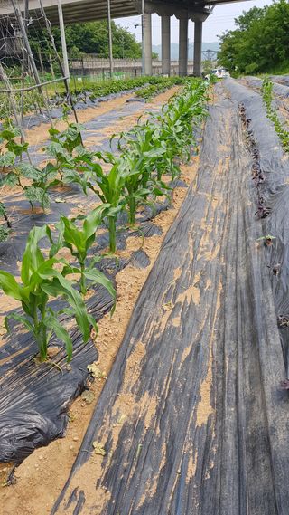 써니님의 자유주제 · 자유게시판 작성글 사진