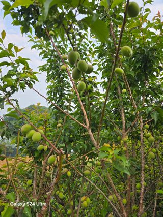 소병찬님의 자유주제 · 자유게시판 작성글 사진