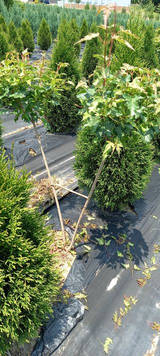 김대현(청솔)님의 작성글 사진