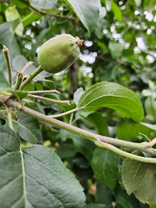 이경우님의 사과 · 병해충상담 작성글 사진