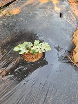 팜모닝 자유주제·자유게시판 게시글 이미지