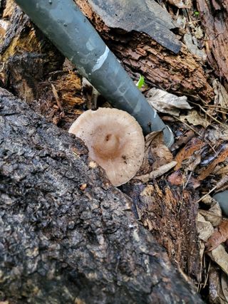 초지일관님의 농사, 무엇이든 물어보세요! · 참여글 작성글 사진