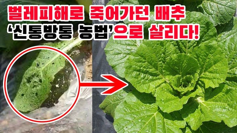 우수영터미널농약사님의 장터 판매 상품 [신통방통 - 작물 + 내병 + 내충 + 토양개량 영양제] 첨부 사진