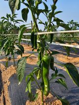 팜모닝 자유주제·자유게시판 게시글 이미지