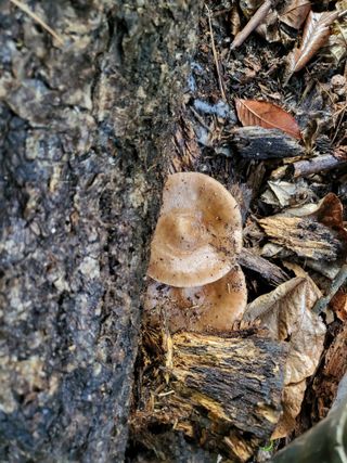 초지일관님의 농사, 무엇이든 물어보세요! · 참여글 작성글 사진