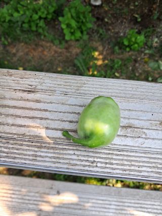 이경우님의 사과 · 병해충상담 작성글 사진