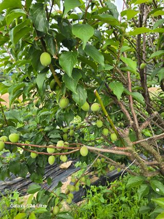 소병찬님의 자유주제 · 자유게시판 작성글 사진