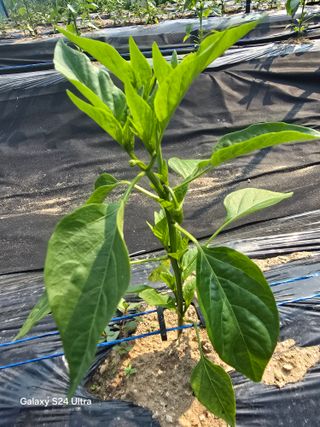 소병찬님의 자유주제 · 자유게시판 작성글 사진