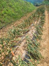 팜모닝 농사, 무엇이든 물어보세요!·참여글 게시글 이미지