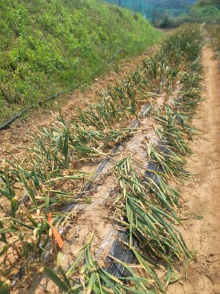 솜리아재님의 농사, 무엇이든 물어보세요! · 참여글 작성글 사진