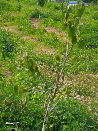 배재국님의 농사, 무엇이든 물어보세요! · 참여글 작성글 사진