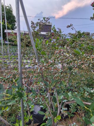 외동농장님의 자유주제 · 자유게시판 작성글 사진