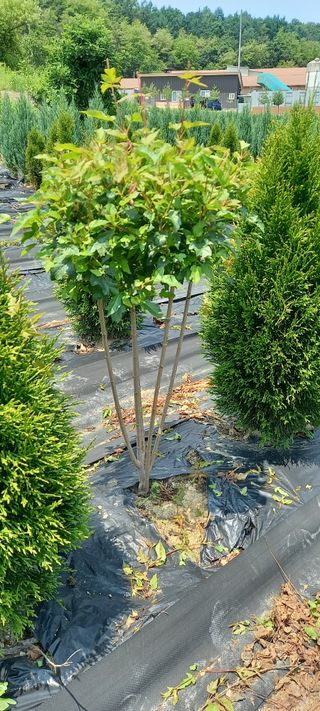 김대현(청솔)님의 작성글 사진