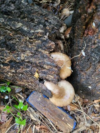 초지일관님의 농사, 무엇이든 물어보세요! · 참여글 작성글 사진