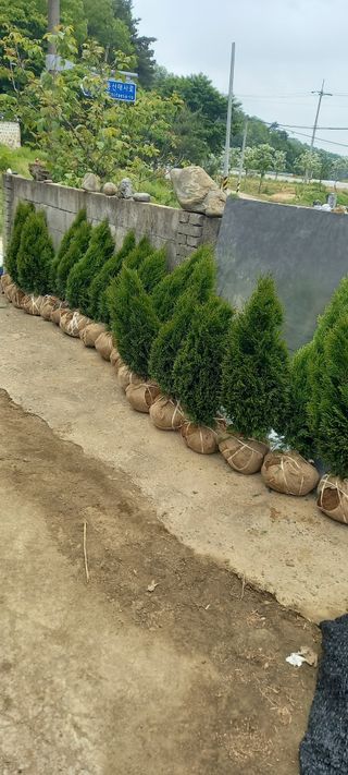 김대현(청솔)님의 작성글 사진