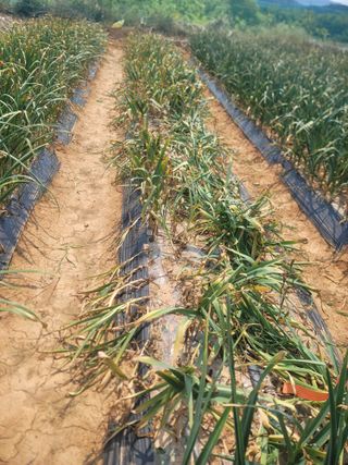 솜리아재님의 농사, 무엇이든 물어보세요! · 참여글 작성글 사진