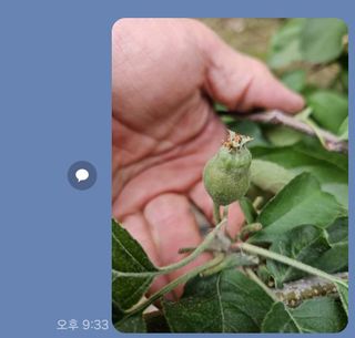 이경우님의 사과 · 병해충상담 작성글 사진