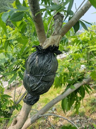 김용대님의 자유주제 · 자유게시판 작성글 사진