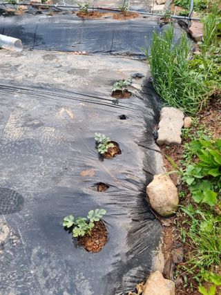 이남신님의 자유주제 · 자유게시판 작성글 사진