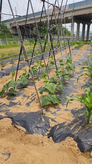 써니님의 자유주제 · 자유게시판 작성글 사진