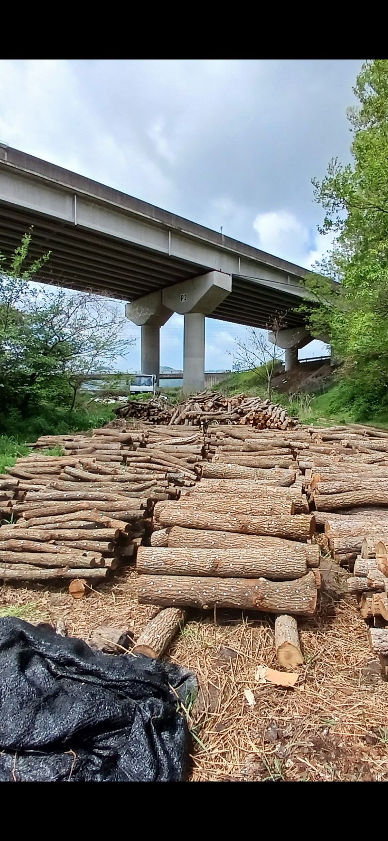 샬롬 ~님의 장터 판매 상품 [표고목 종균접종된 원목 분양중 ] 첨부 사진