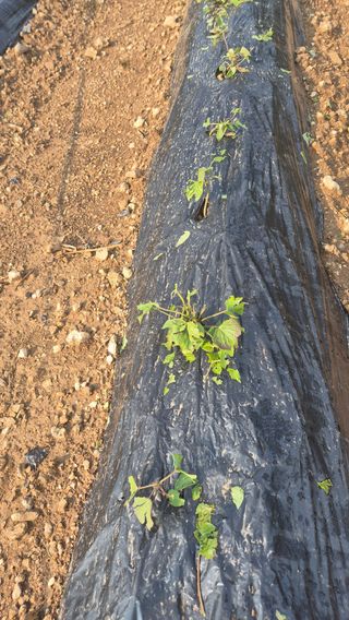 장봉덕님의 자유주제 · 자유게시판 작성글 사진