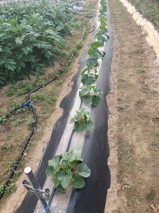 주옥님의 자유주제 · 자유게시판 작성글 사진