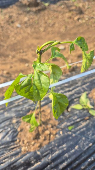 장봉덕님의 자유주제 · 자유게시판 작성글 사진