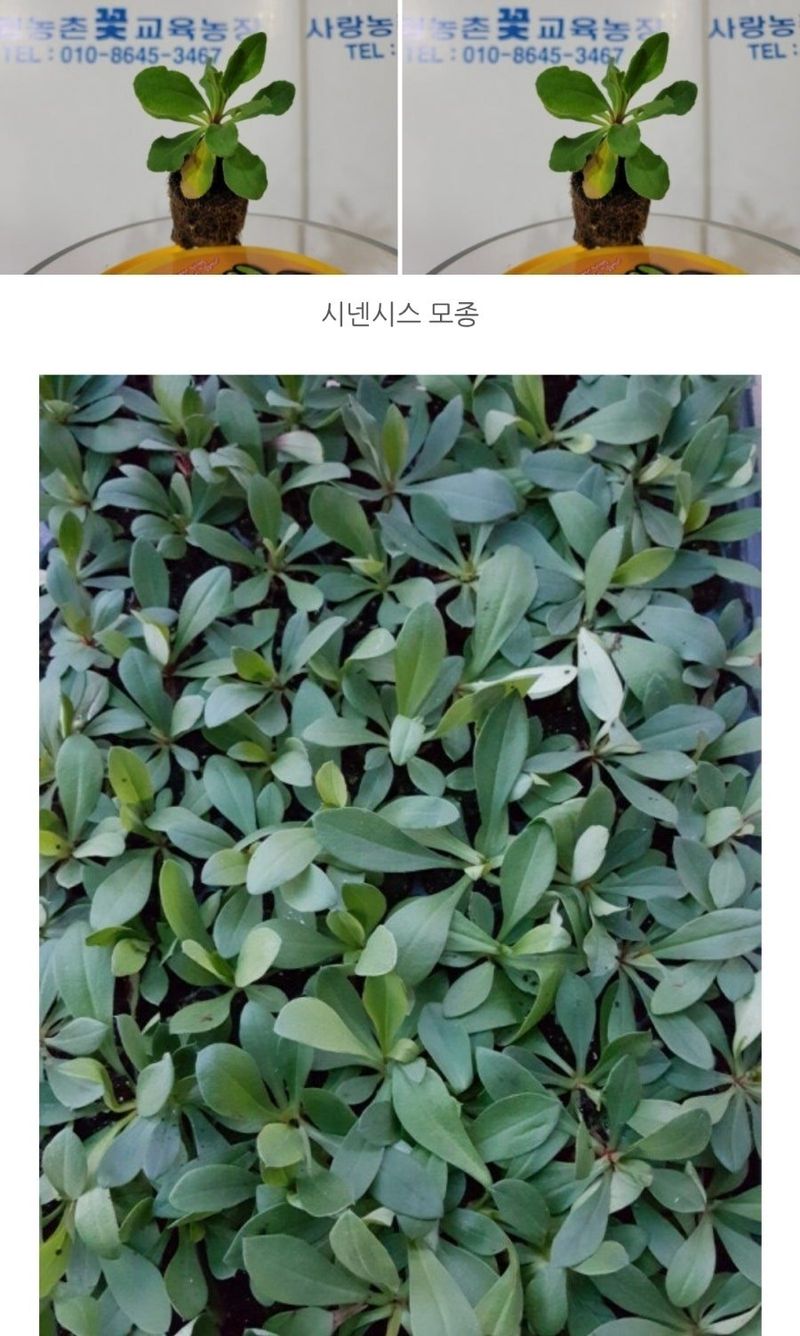 사랑꽃농장님의 장터 판매 상품 [시넨시스3종3모종(월동가능)] 첨부 사진