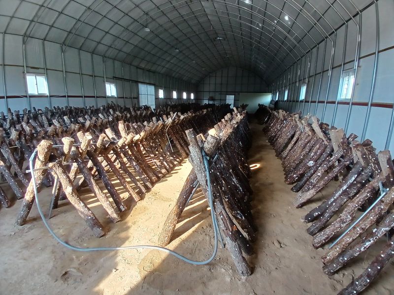 샬롬 ~님의 장터 판매 상품 [표고목 종균접종된 원목 분양중 ] 첨부 사진