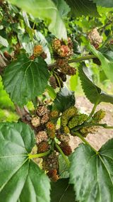 팜모닝 농사, 무엇이든 물어보세요!·참여글 게시글 이미지