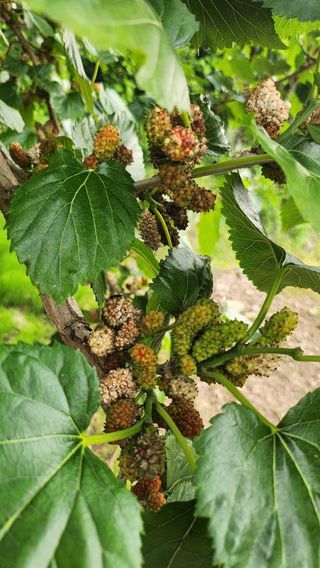 김진왕님의 농사, 무엇이든 물어보세요! · 참여글 작성글 사진